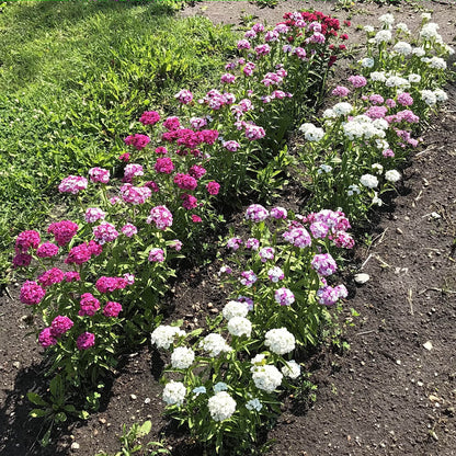 Sweet William - Parkland Mix