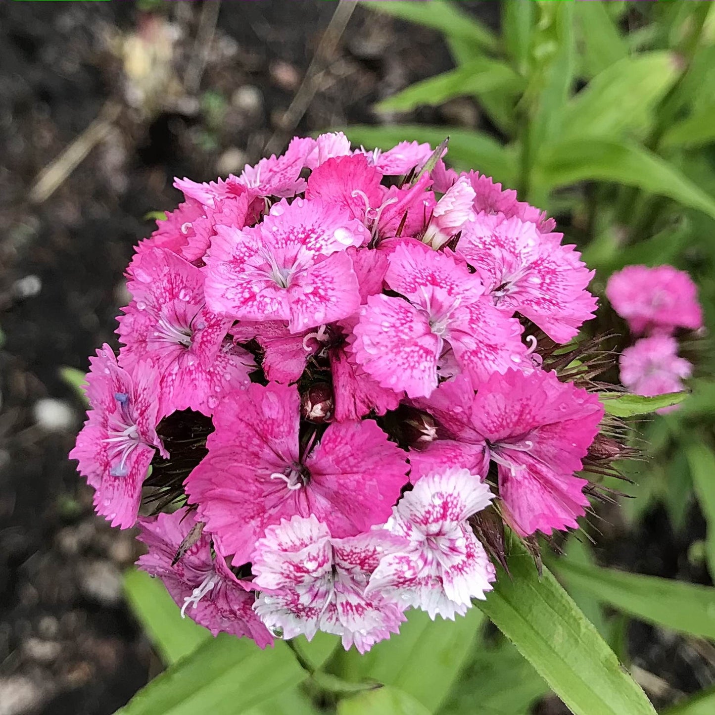 Sweet William - Parkland Mix