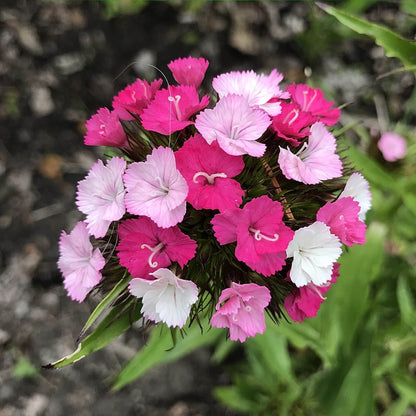 Sweet William - Parkland Mix