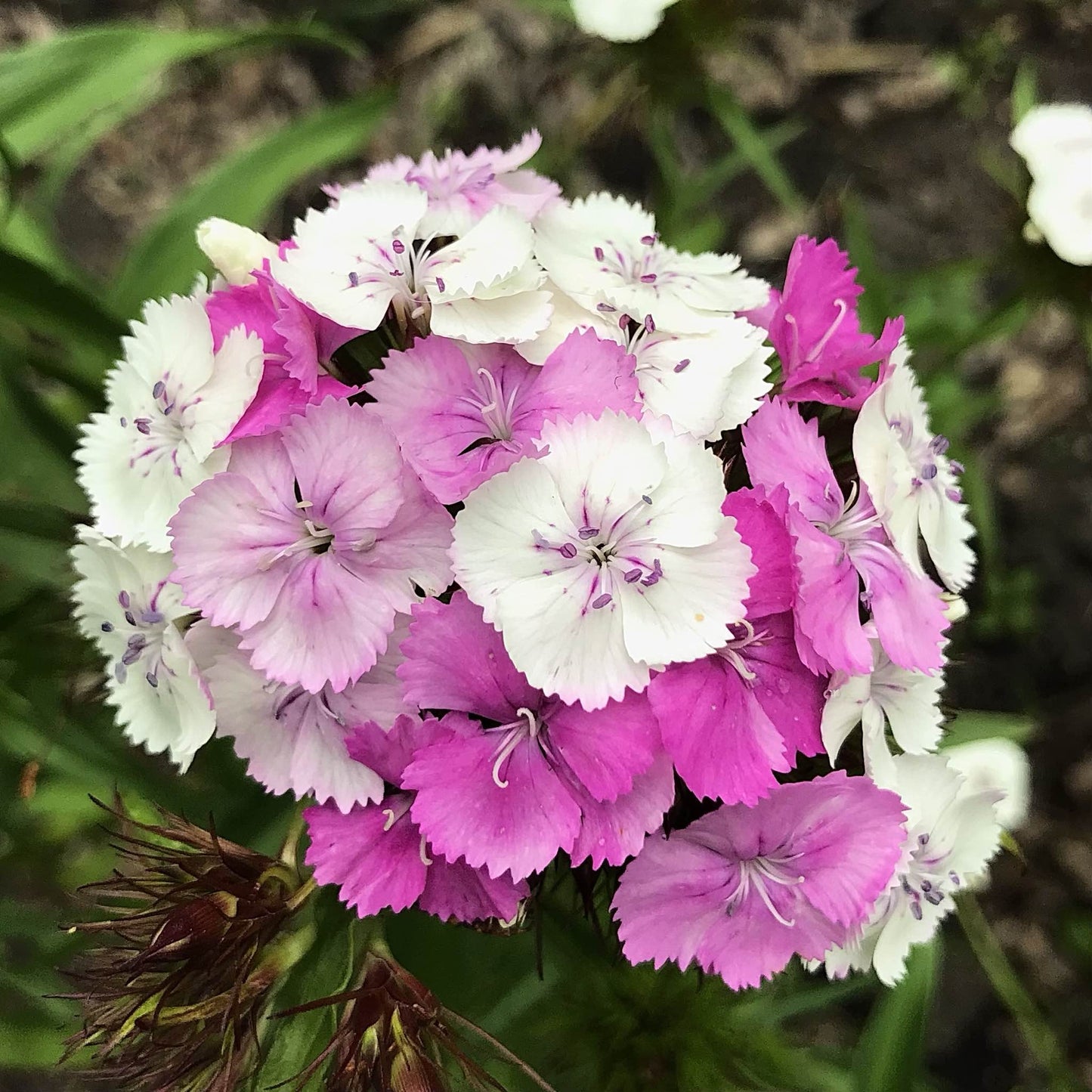 Sweet William - Parkland Mix