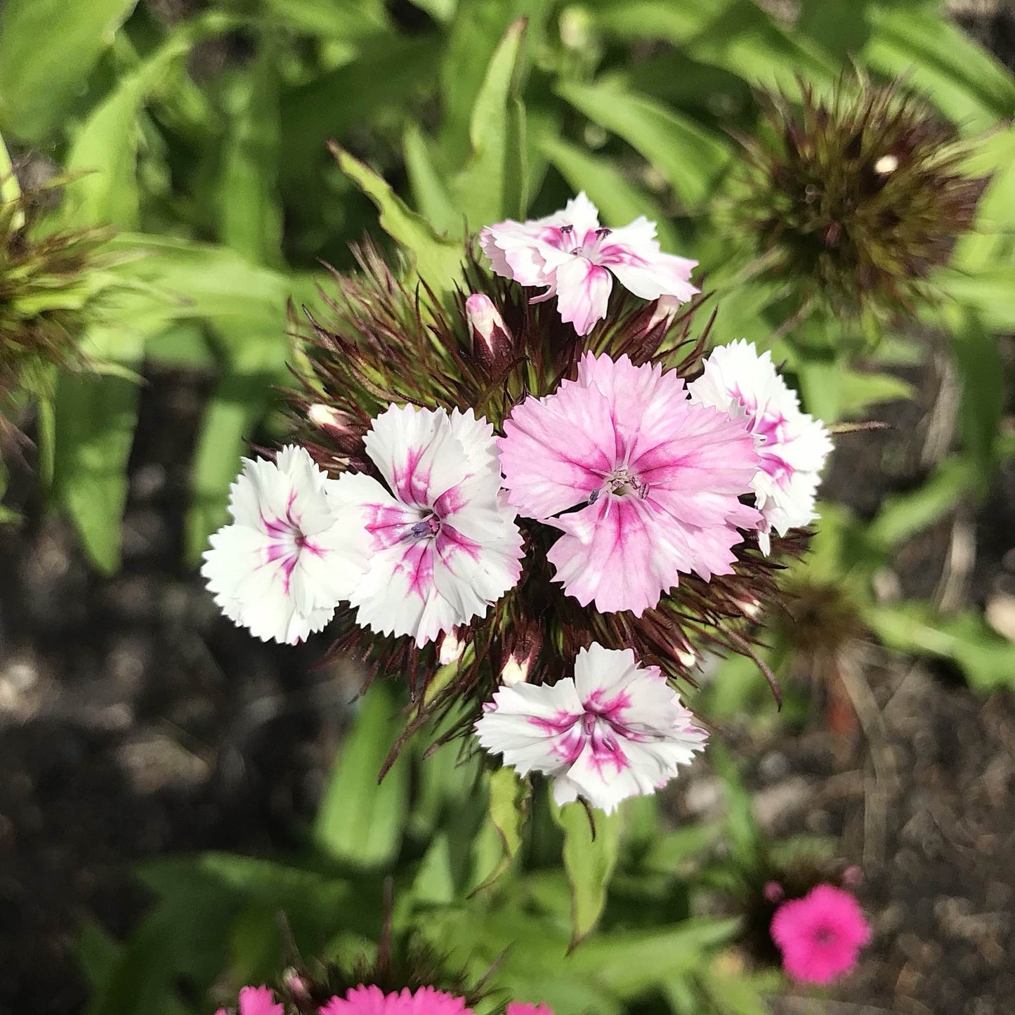 Sweet William - Parkland Mix