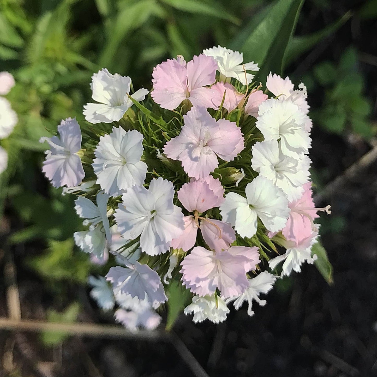 Sweet William - Parkland Mix