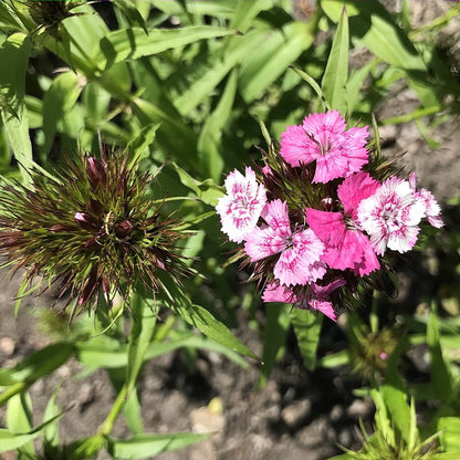 Sweet William - Parkland Mix