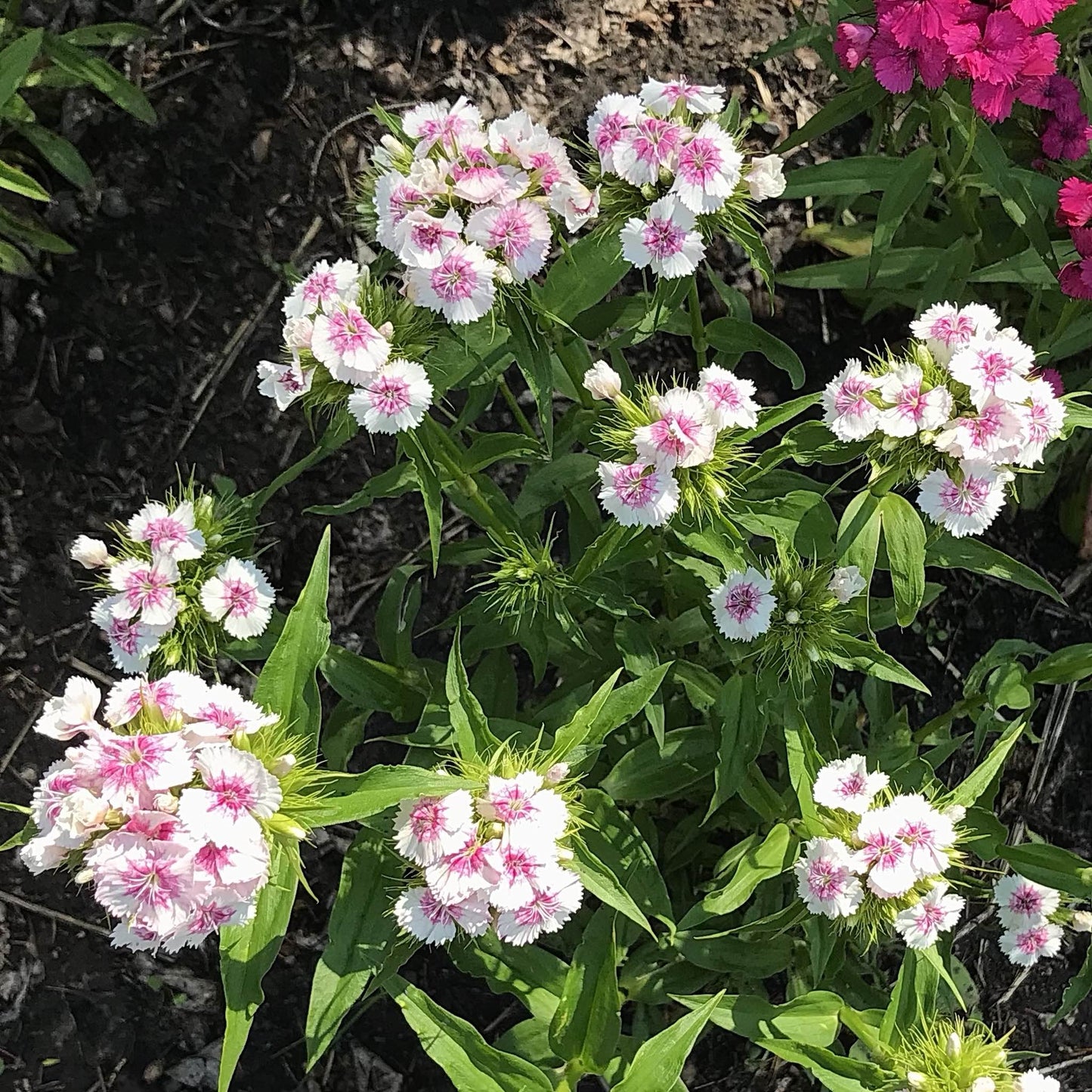 Sweet William - Parkland Mix