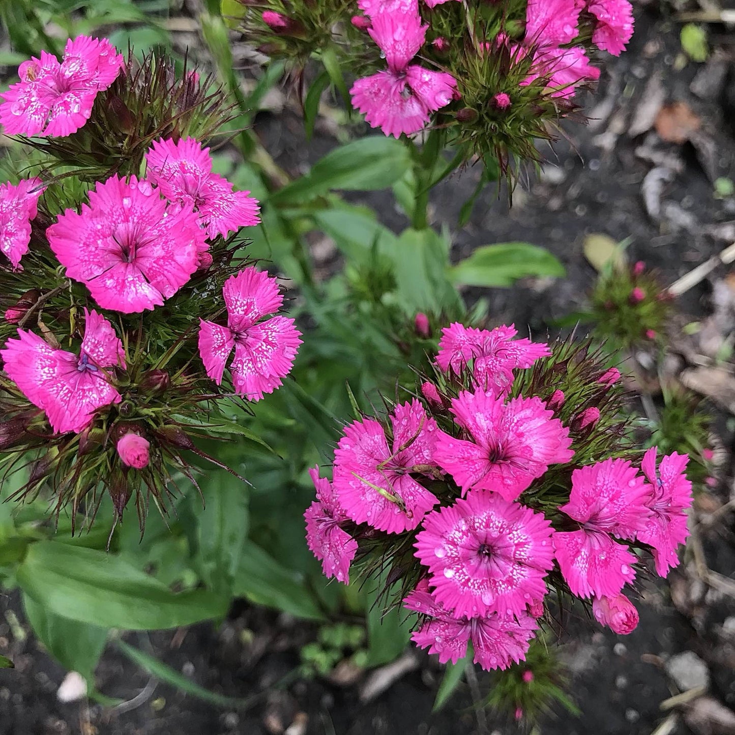 Sweet William - Parkland Mix