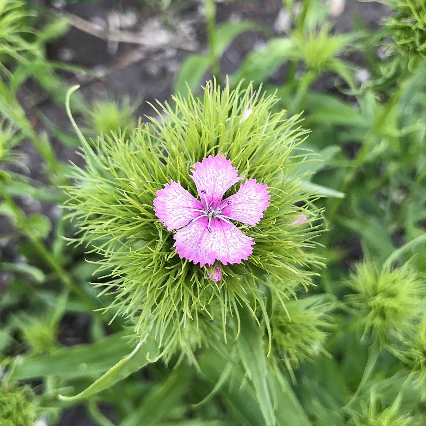 Sweet William - Parkland Mix