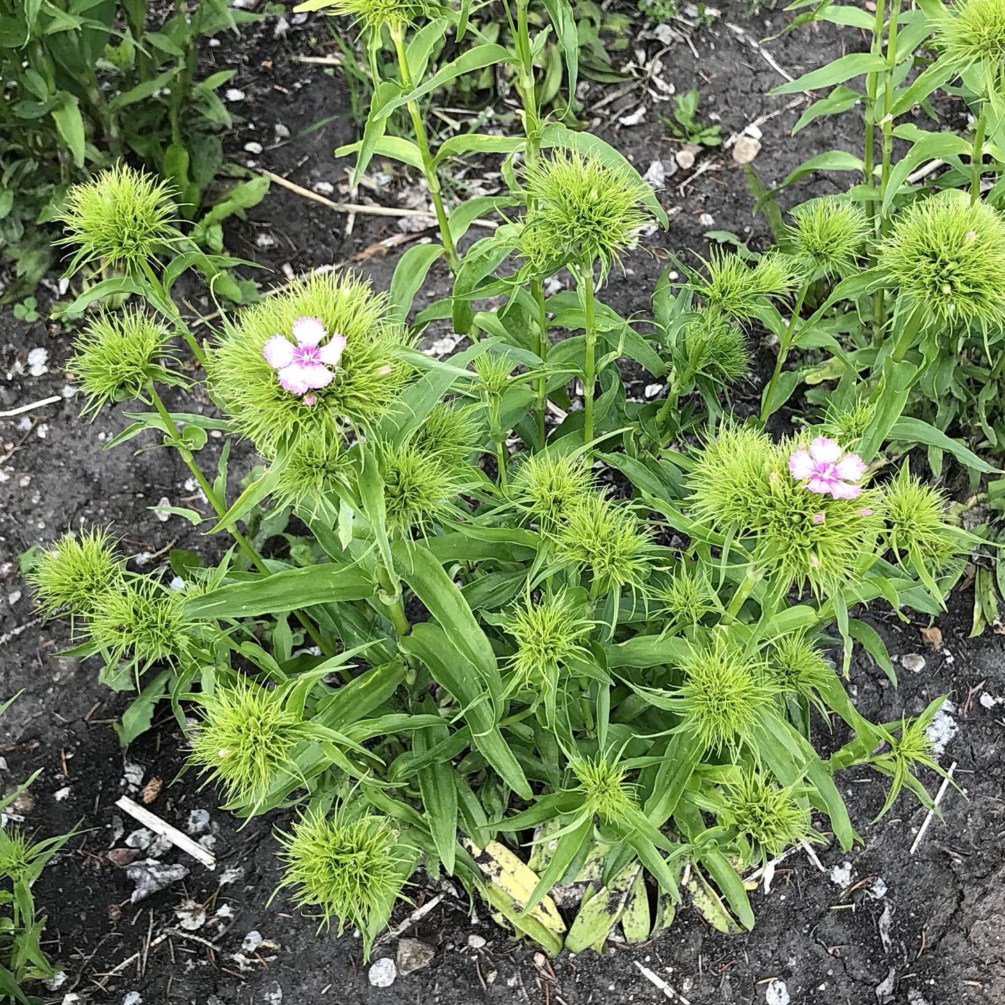 Sweet William - Parkland Mix