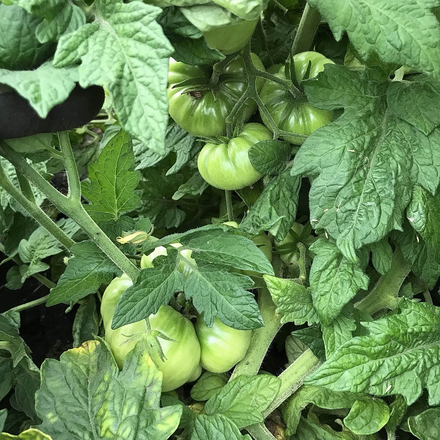 Tomato - Dwarf Star Mix