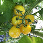 cluster of five eagle smiley tomatoes