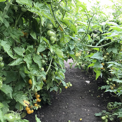 view between two beds of eagle smiley tomato plants