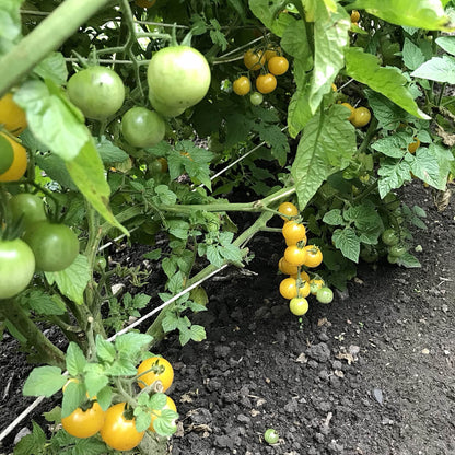 many clusters of eagle smiley tomatoes