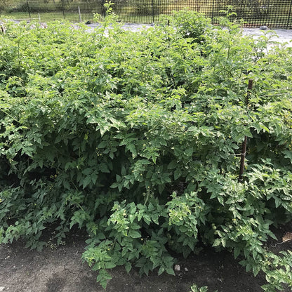 eagle smiley tomato plants