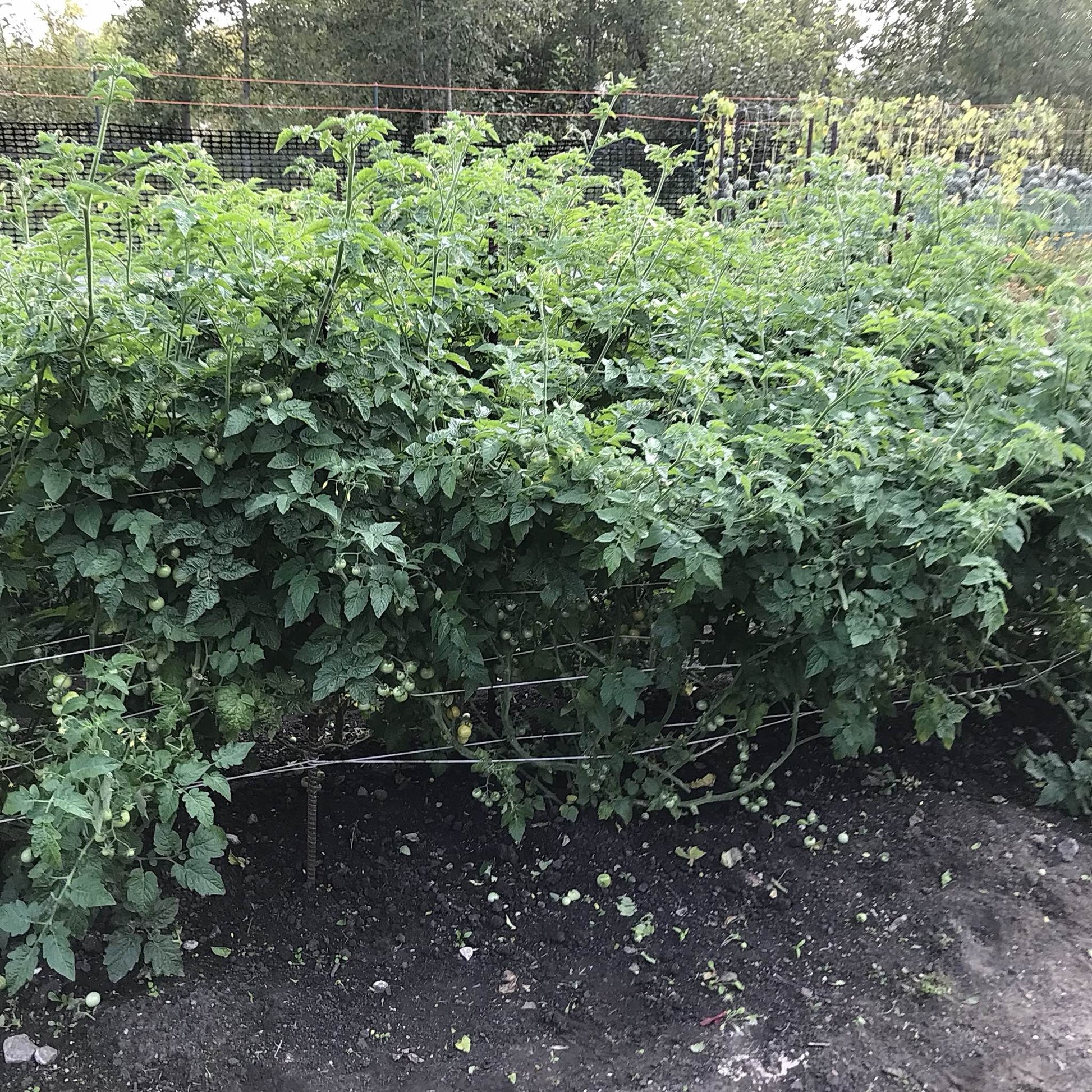bottom-pruned eagle smiley tomato plants
