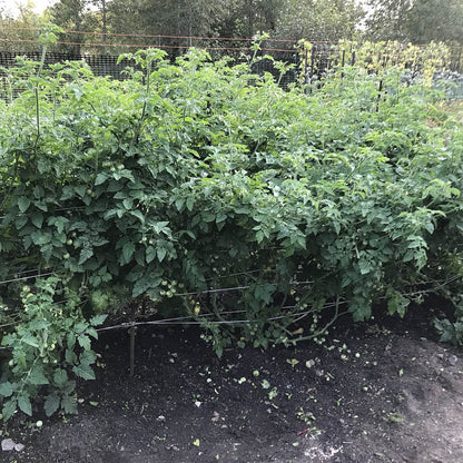 bottom-pruned eagle smiley tomato plants