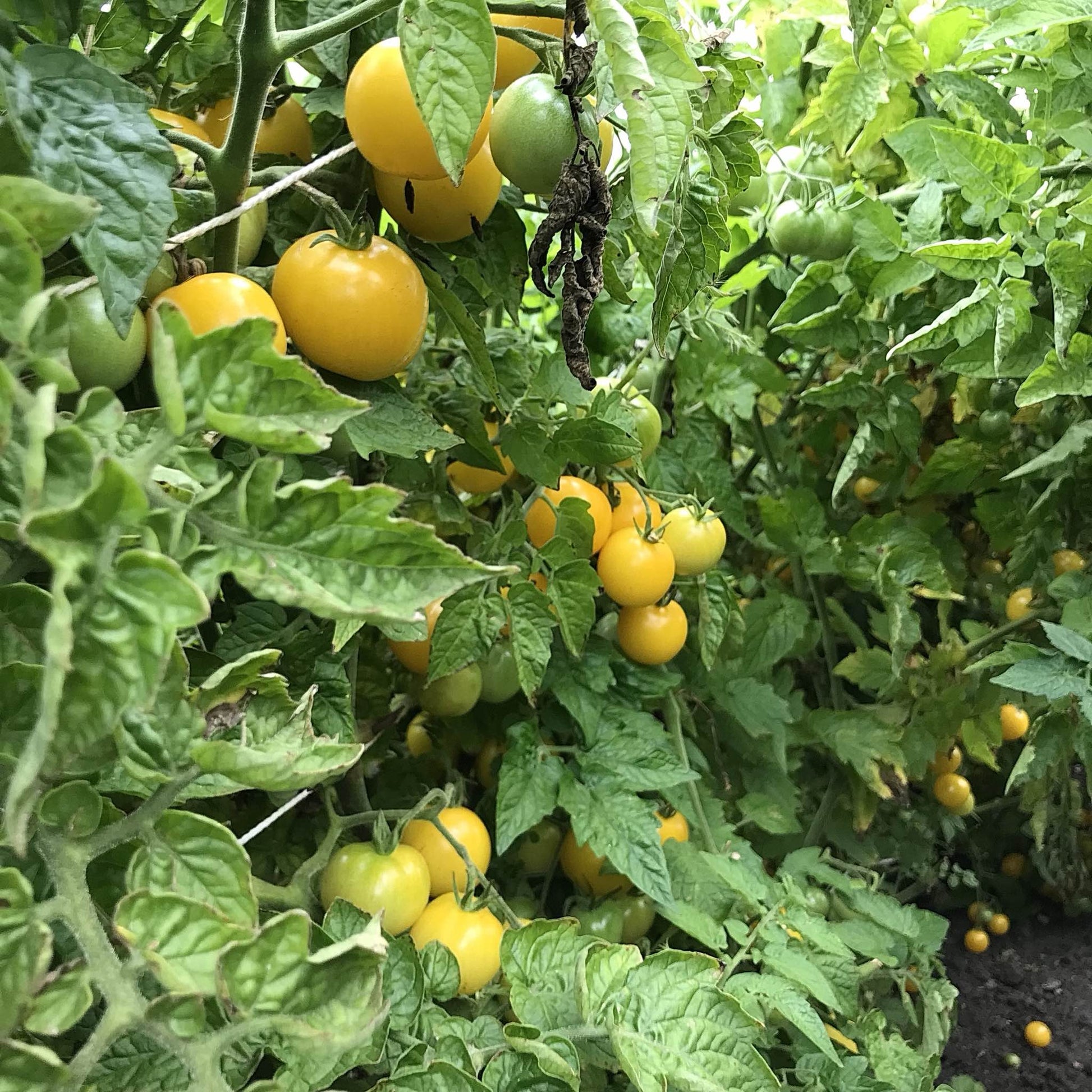 eagle smiley tomatoes on the vine