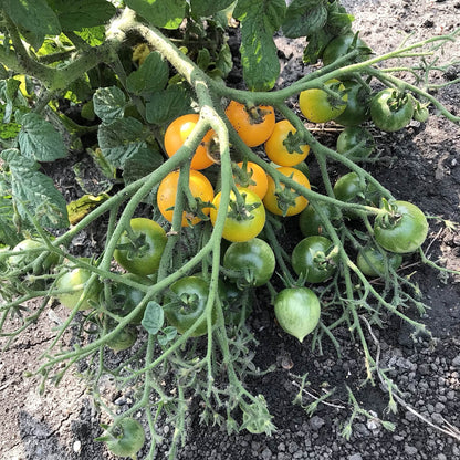 large tress of cherry tomatoes on a full moon kiss plant