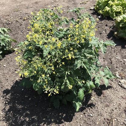 full moon kiss tomato plant