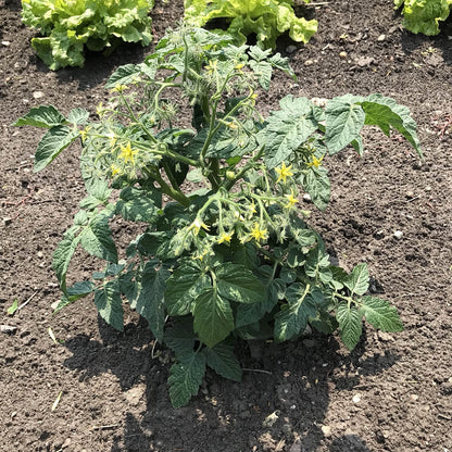 young full moon kiss tomato plant