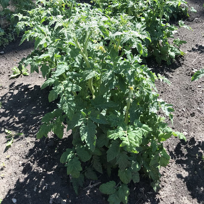 Tomato - Uluru Ochre