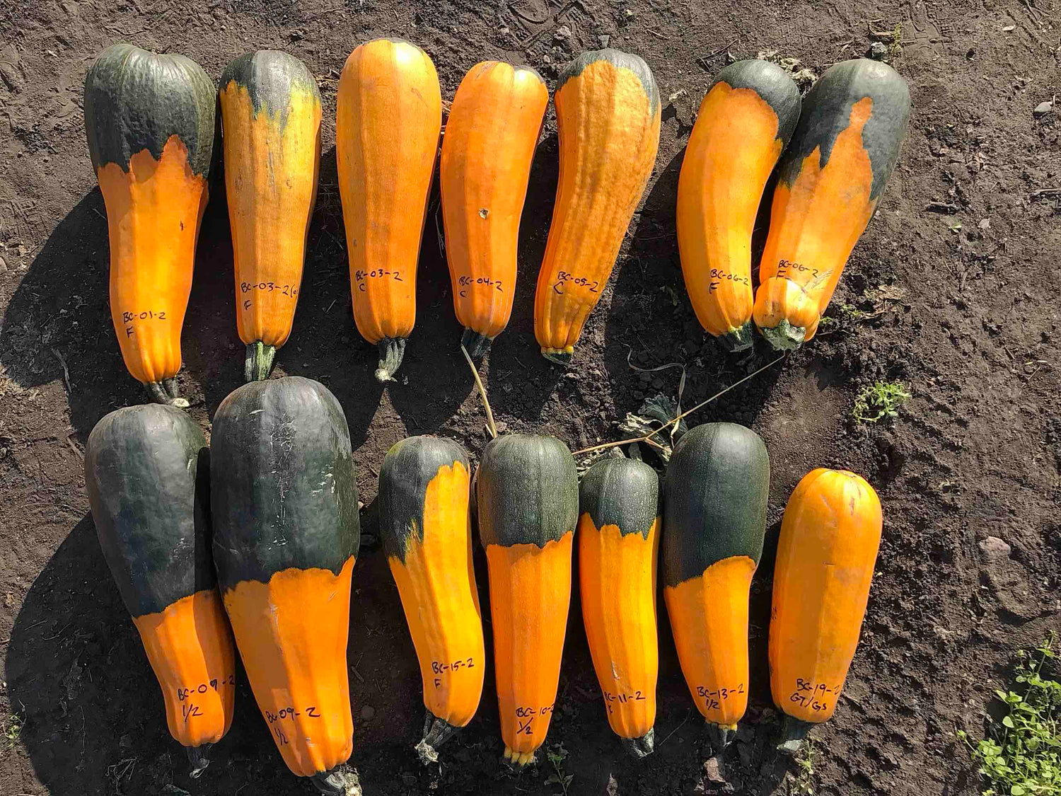 mature zucchinis labelled for breeding lines