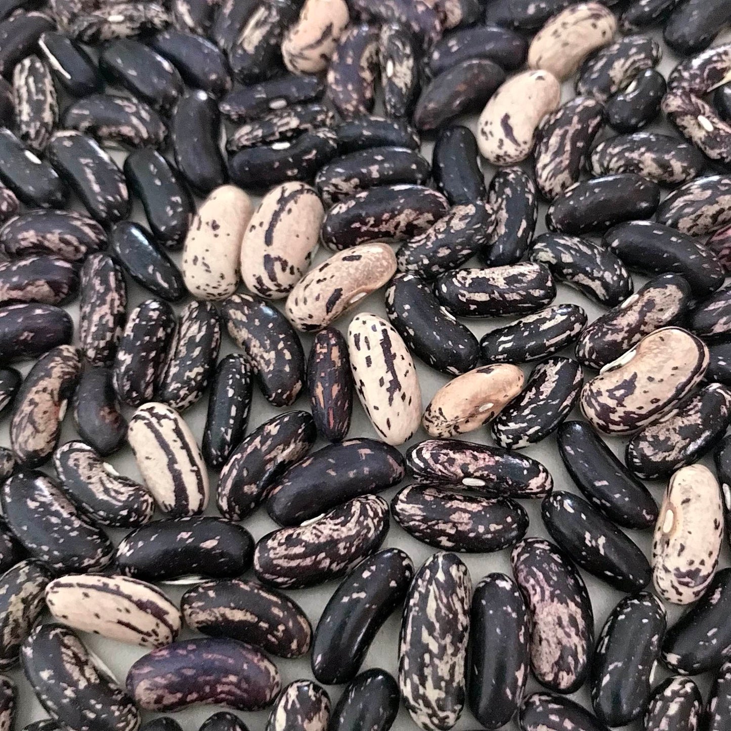 Closeup view of navy and beige dried beans.