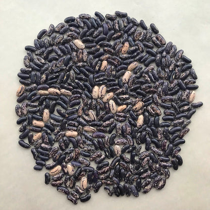 Navy and beige beans arranged in a round pile.