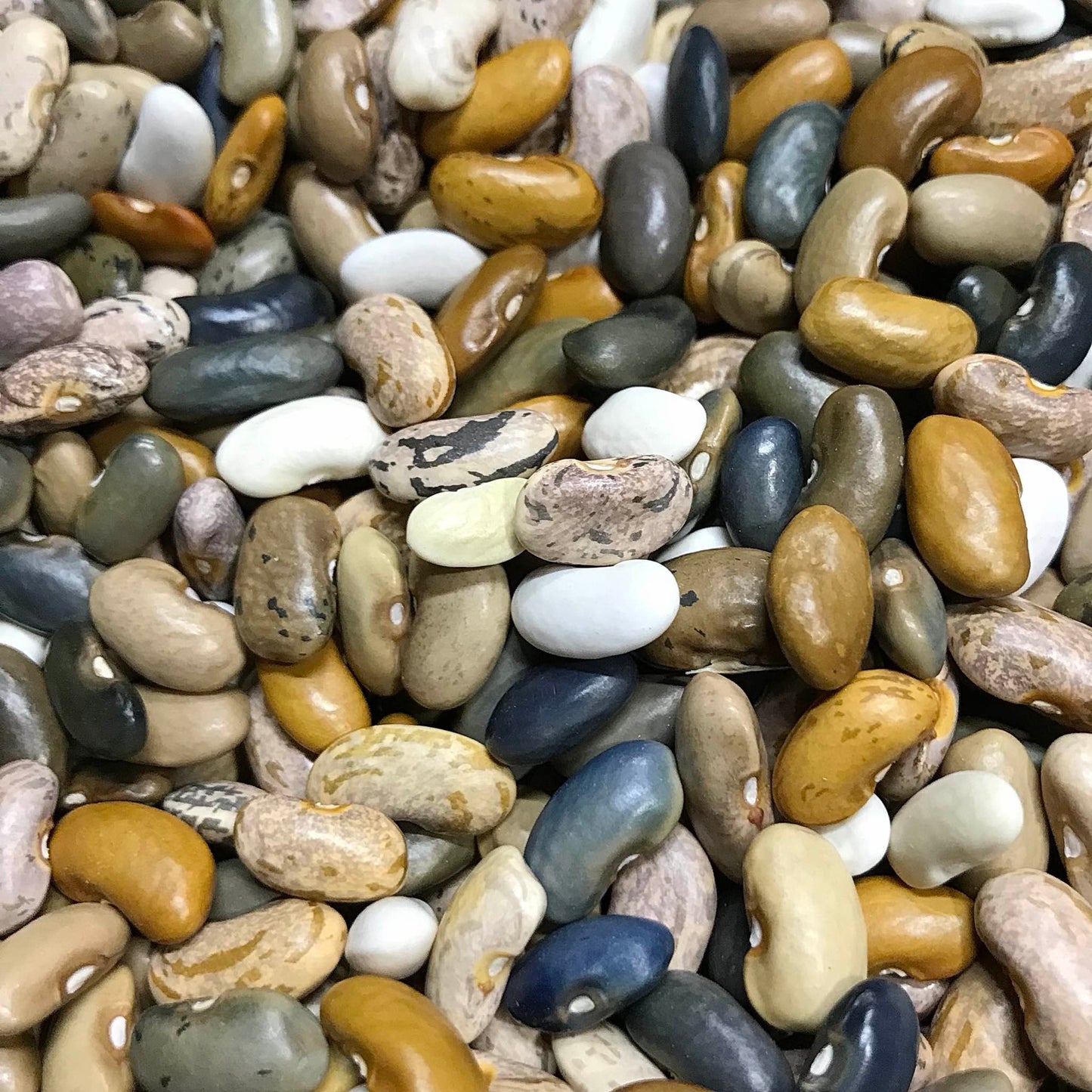 Closeup view of colourful dried beans.