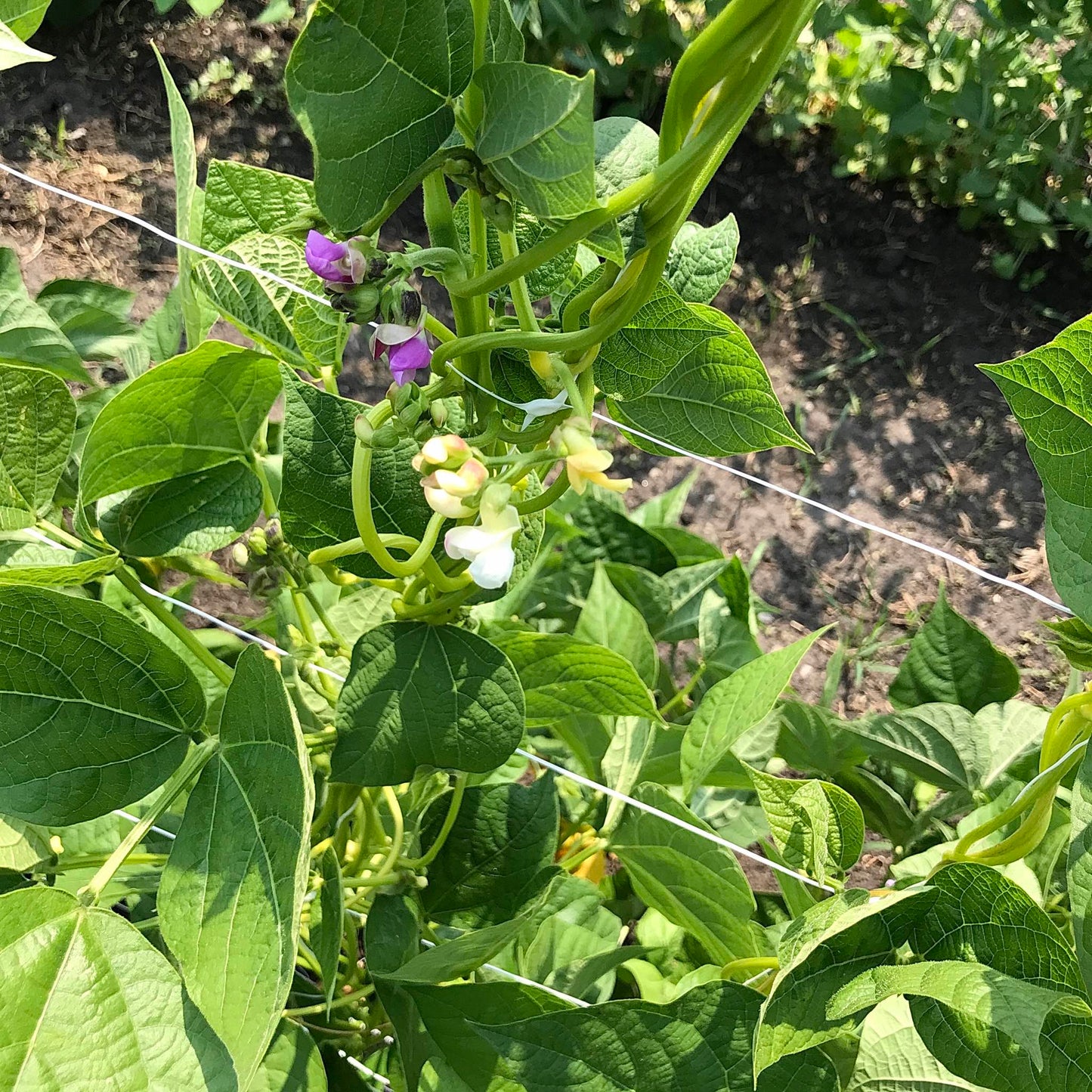 White and purple flowers on a pole bean plant.