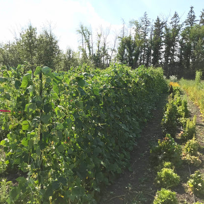 Pole beans on a seventy foot long trellis.