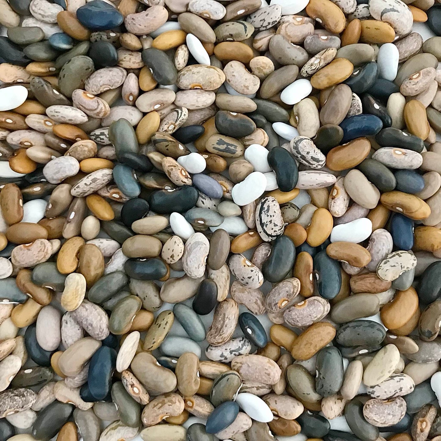 Dried beans with unusual colours