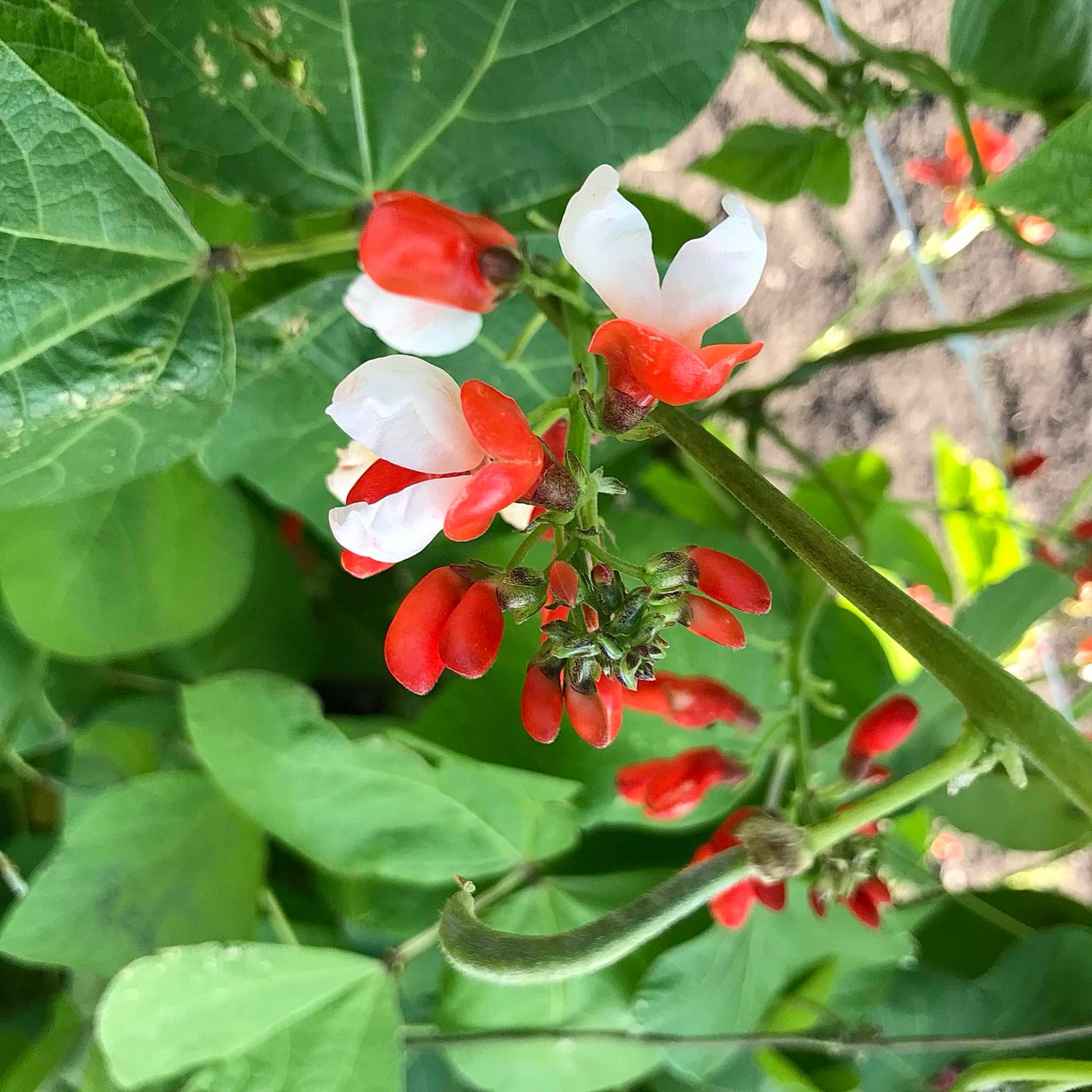 Solid red and white bicolour runner bean flower.