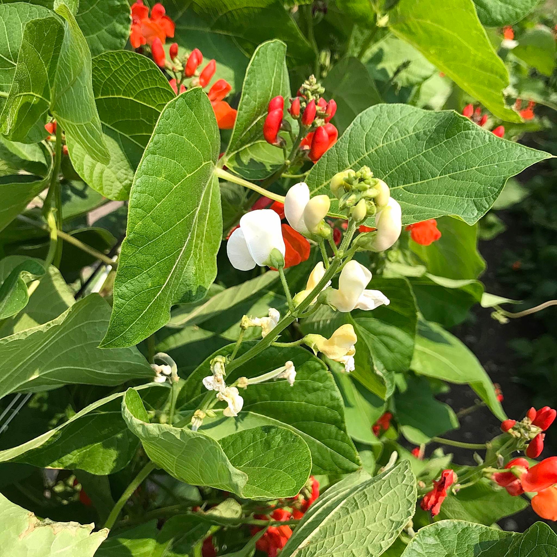 Solid red and white runner bean blossoms.
