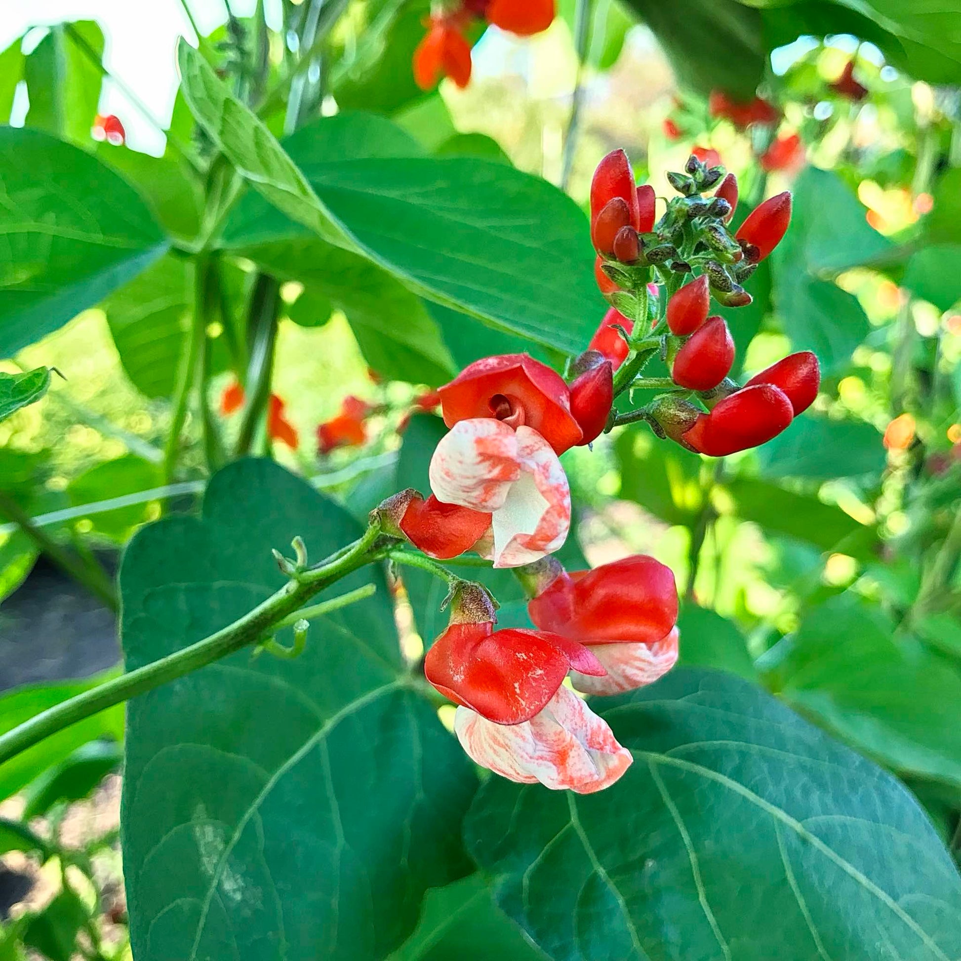 Red and salmon-speckled white bicolour runner bean blossoms.