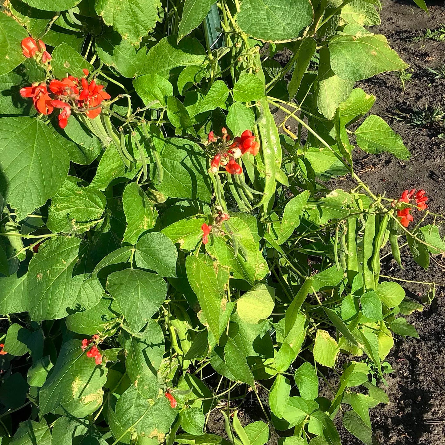 Runner bean plants producing many large pods.