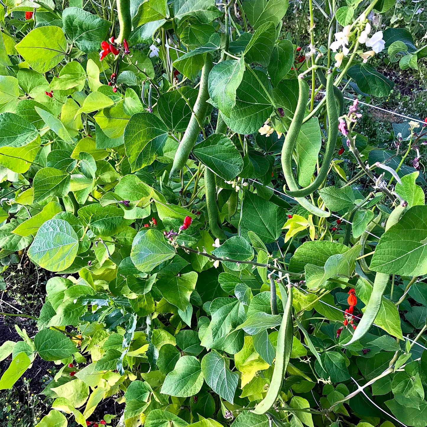 Large runner bean pods dangling from a trellis.