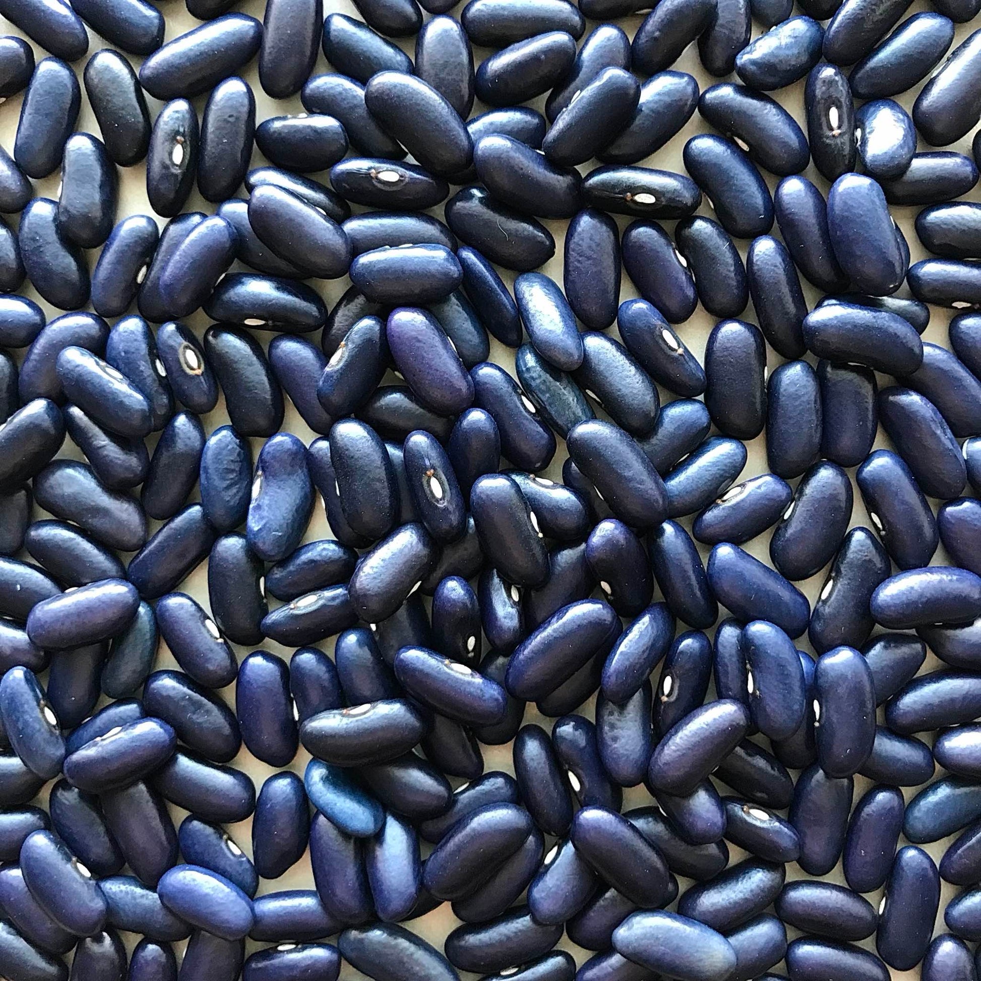 Closeup detail of blue kidney beans.