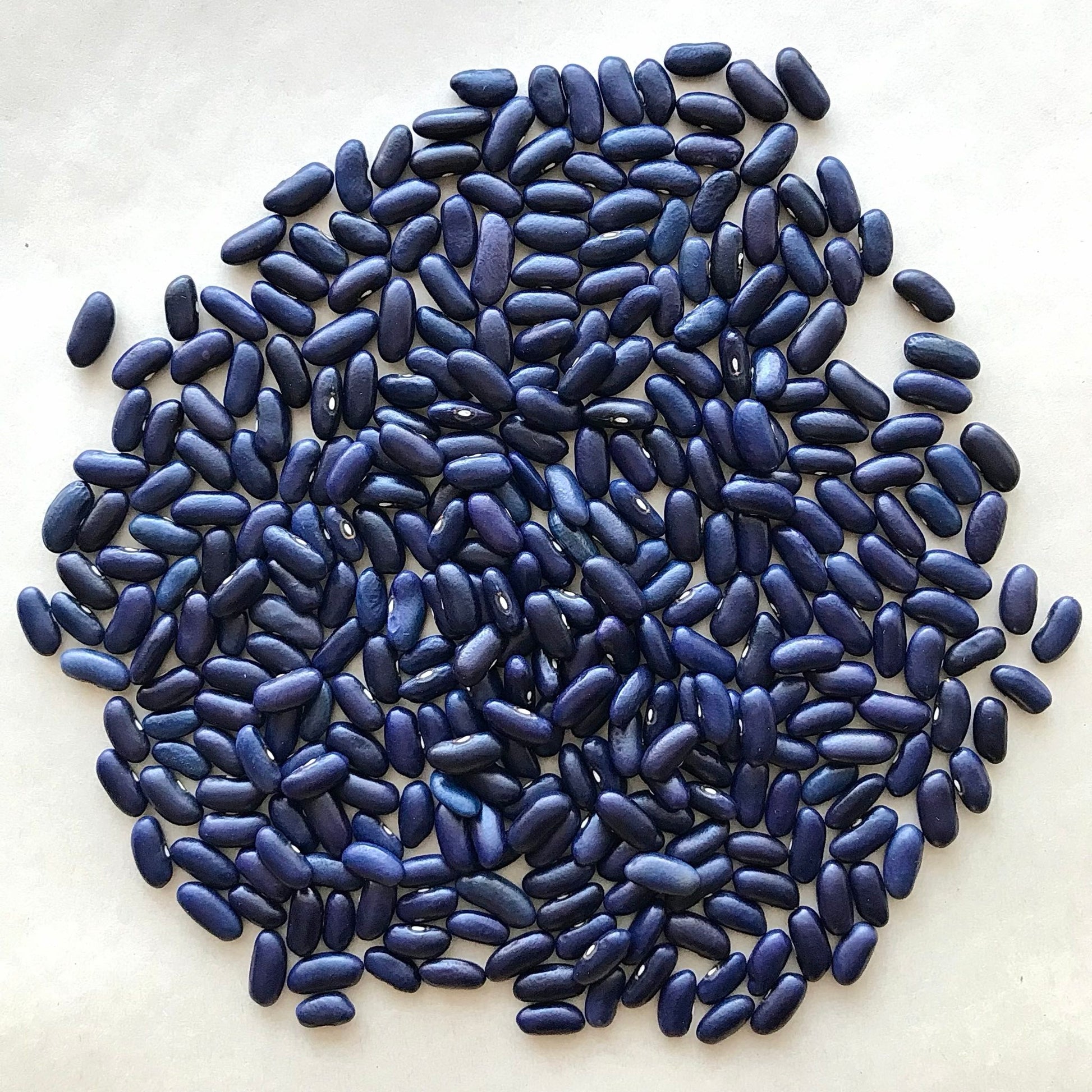 Blue kidney bean seeds in a round pile on a white background.