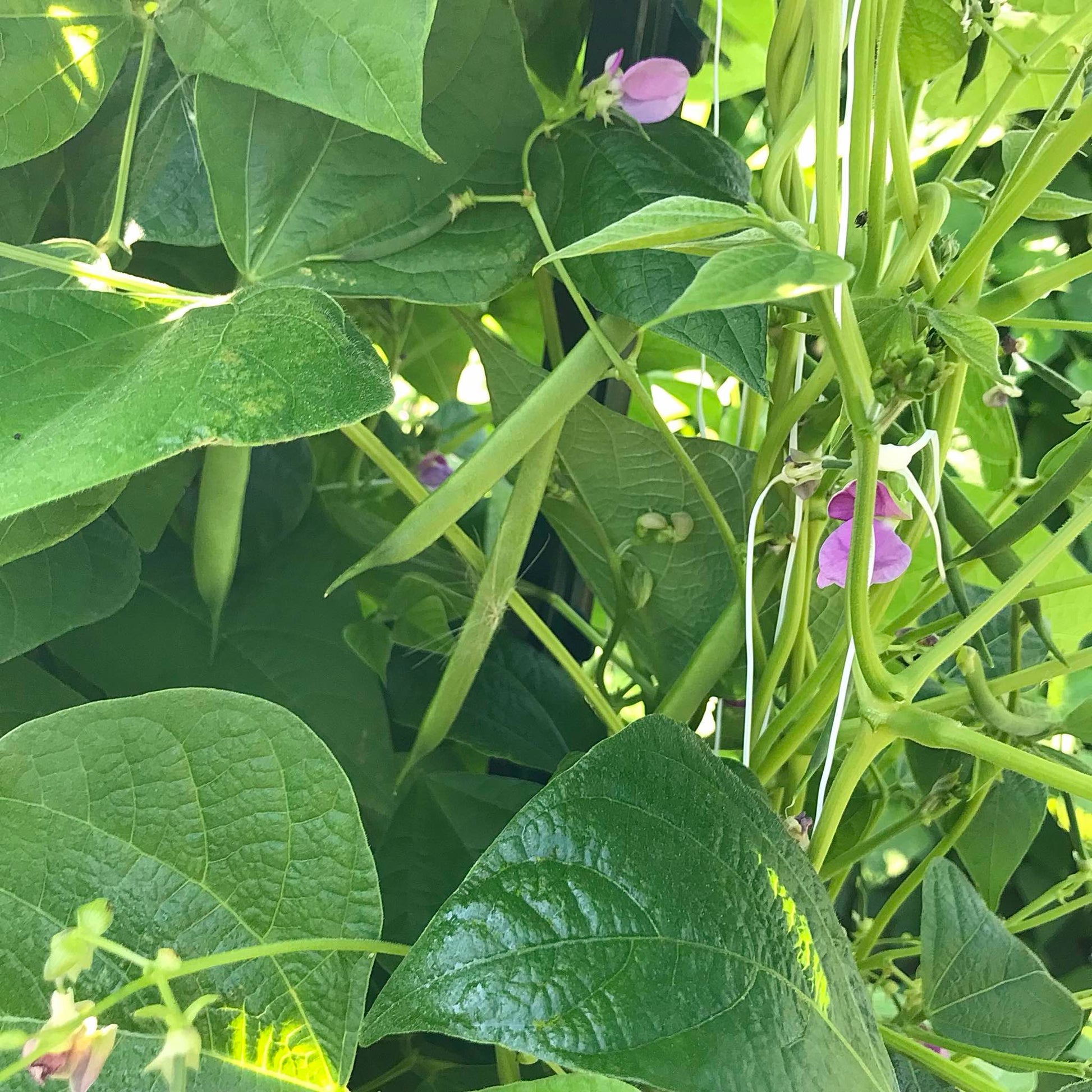 Pole bean pods and pink flowers on leafy vines.