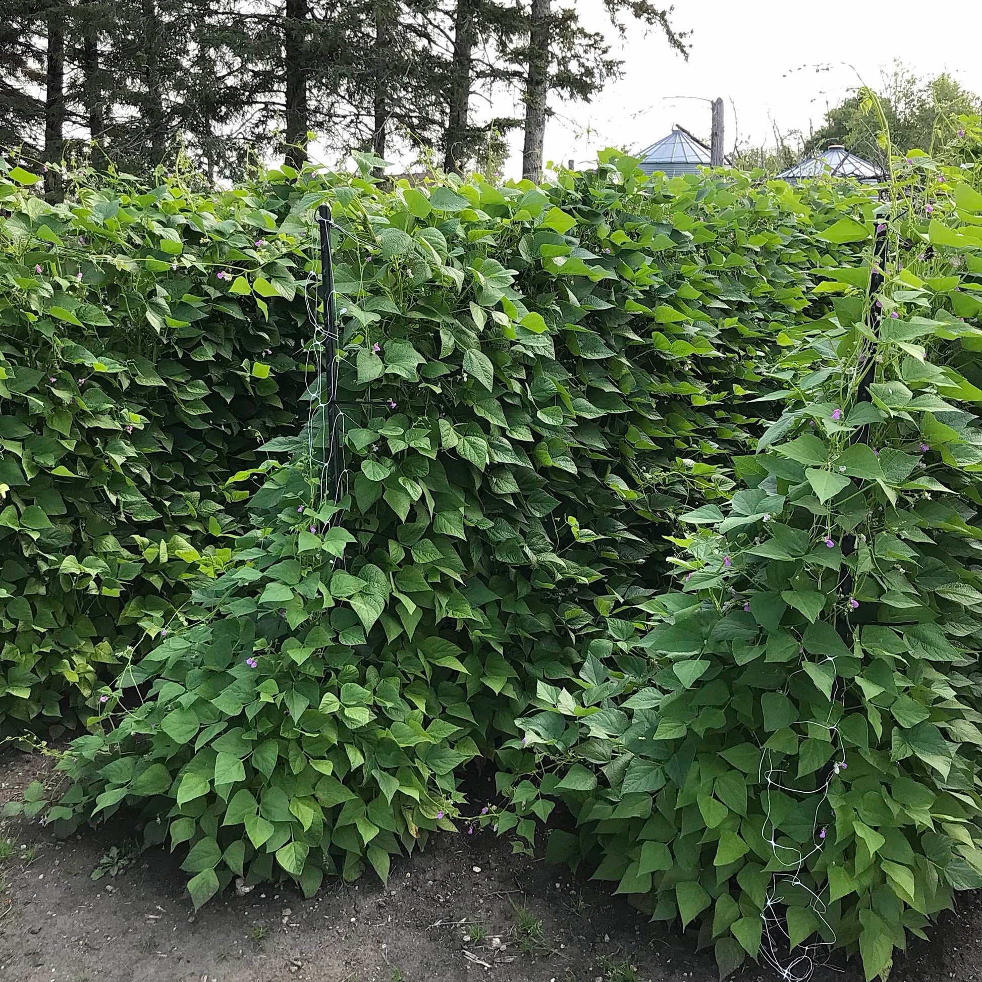 Bushy pole bean plants on three rows of trellis.