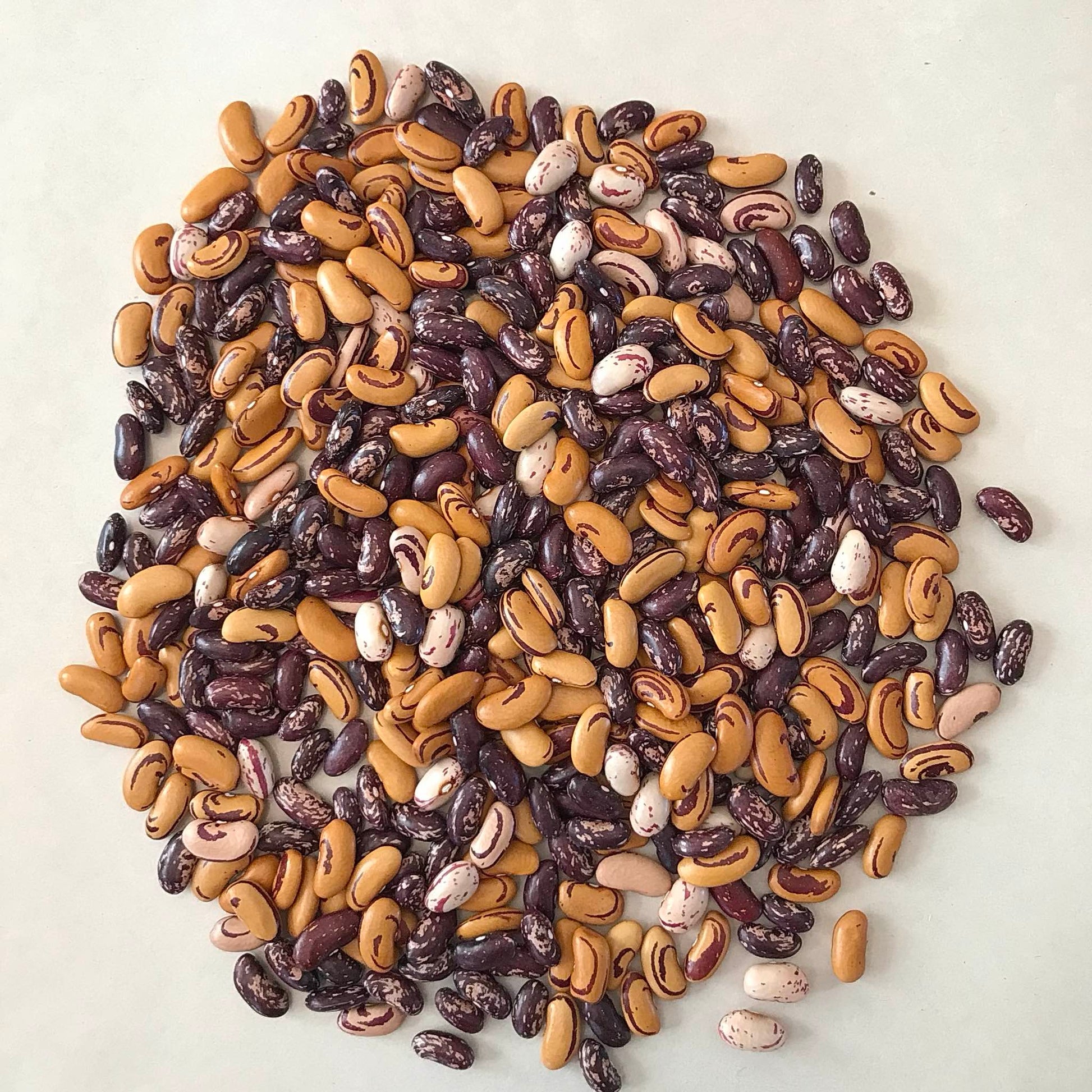 Mix of dried beans with spiral markings in yellow, burgundy, pink, and white.