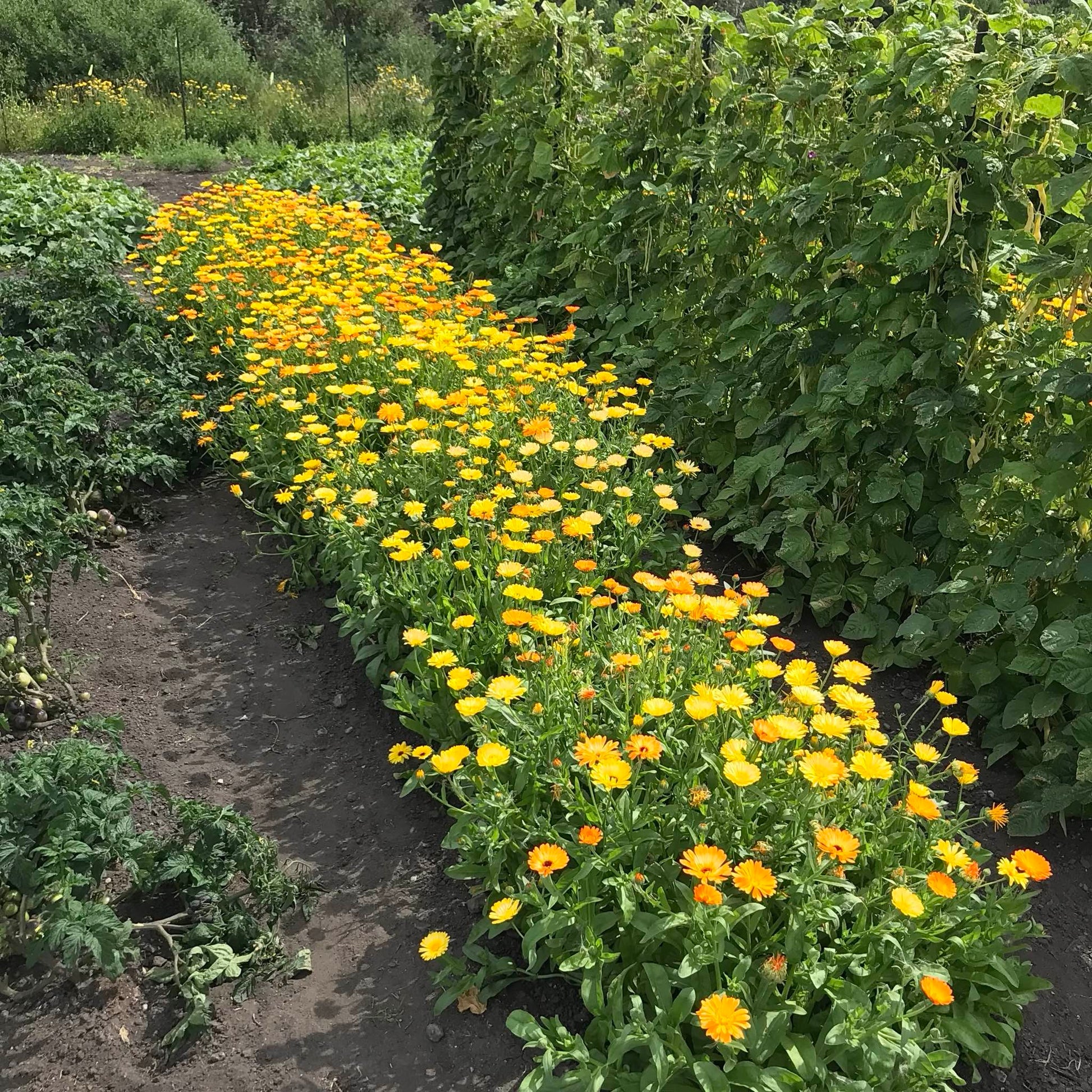 Twenty foot bed of calendula flowers in front of a trellis of pole beans.