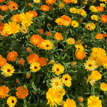 Diverse mix of orange and yellow calendula flowers.