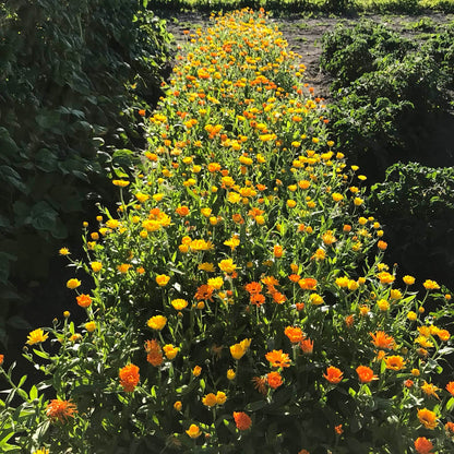 Looking straight down a bed of calendula flowers with the sun behind them.