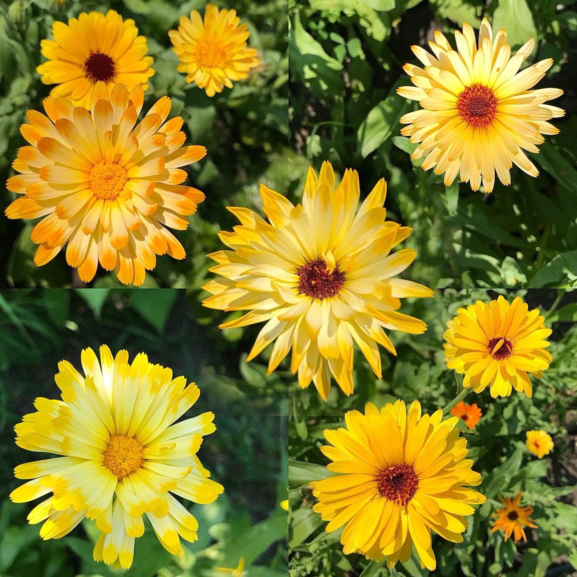 Eight calendula blooms of orange and yellow, some with delicate white highlights.