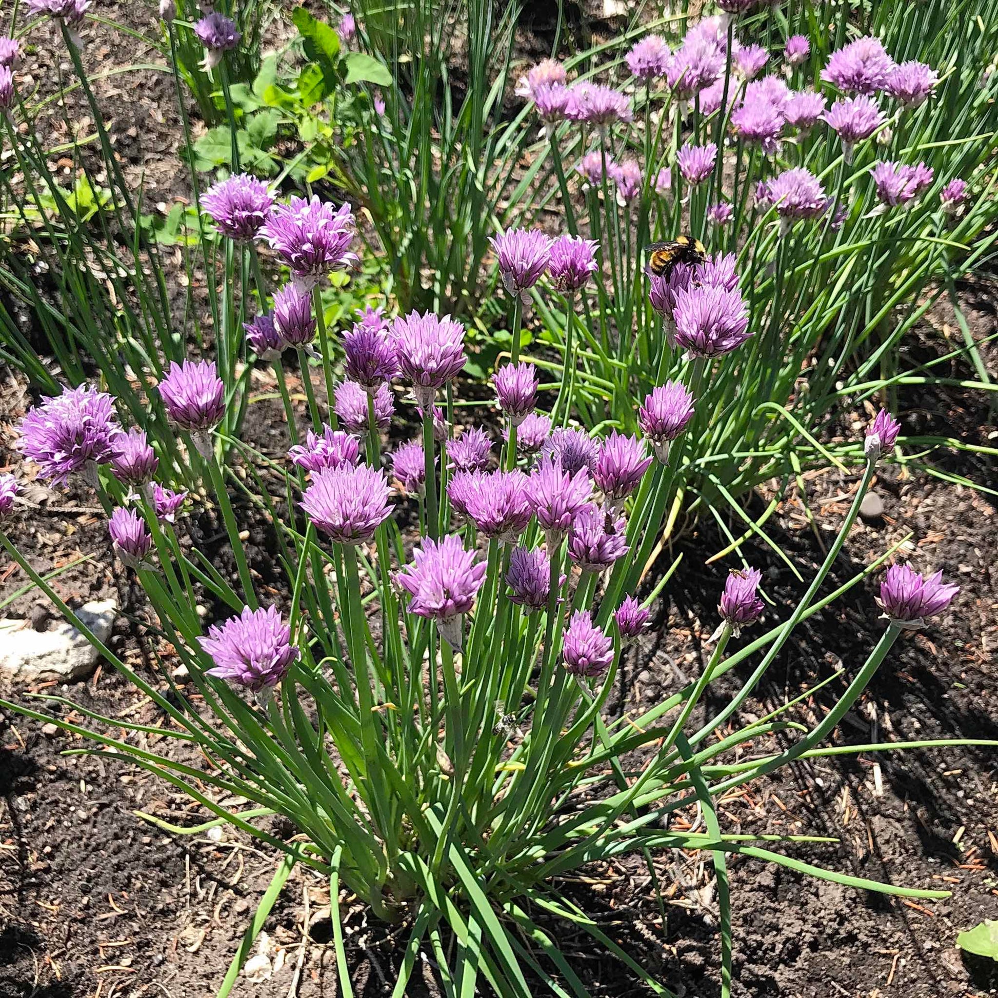 Clump of chives being visited by a bee.