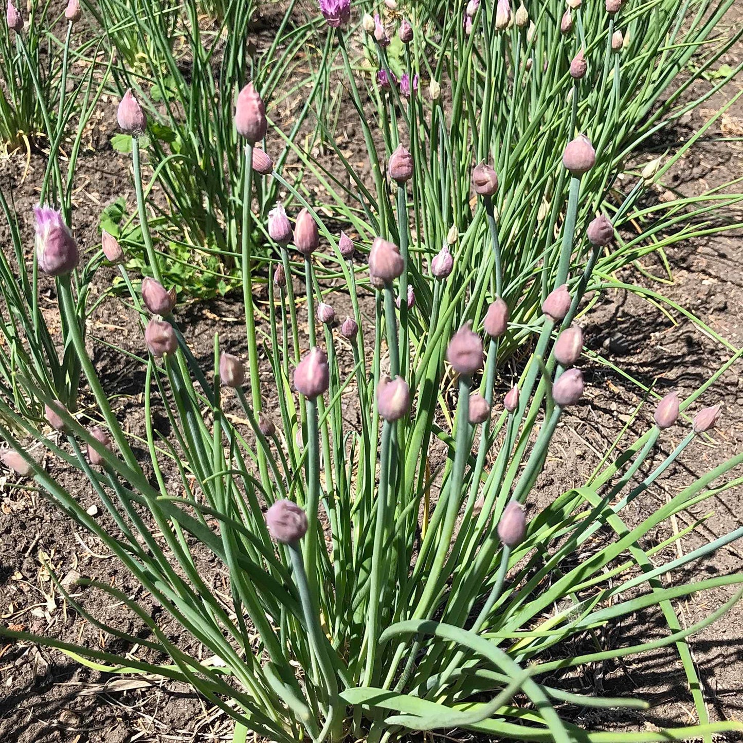 Chives with flower buds just about to open.