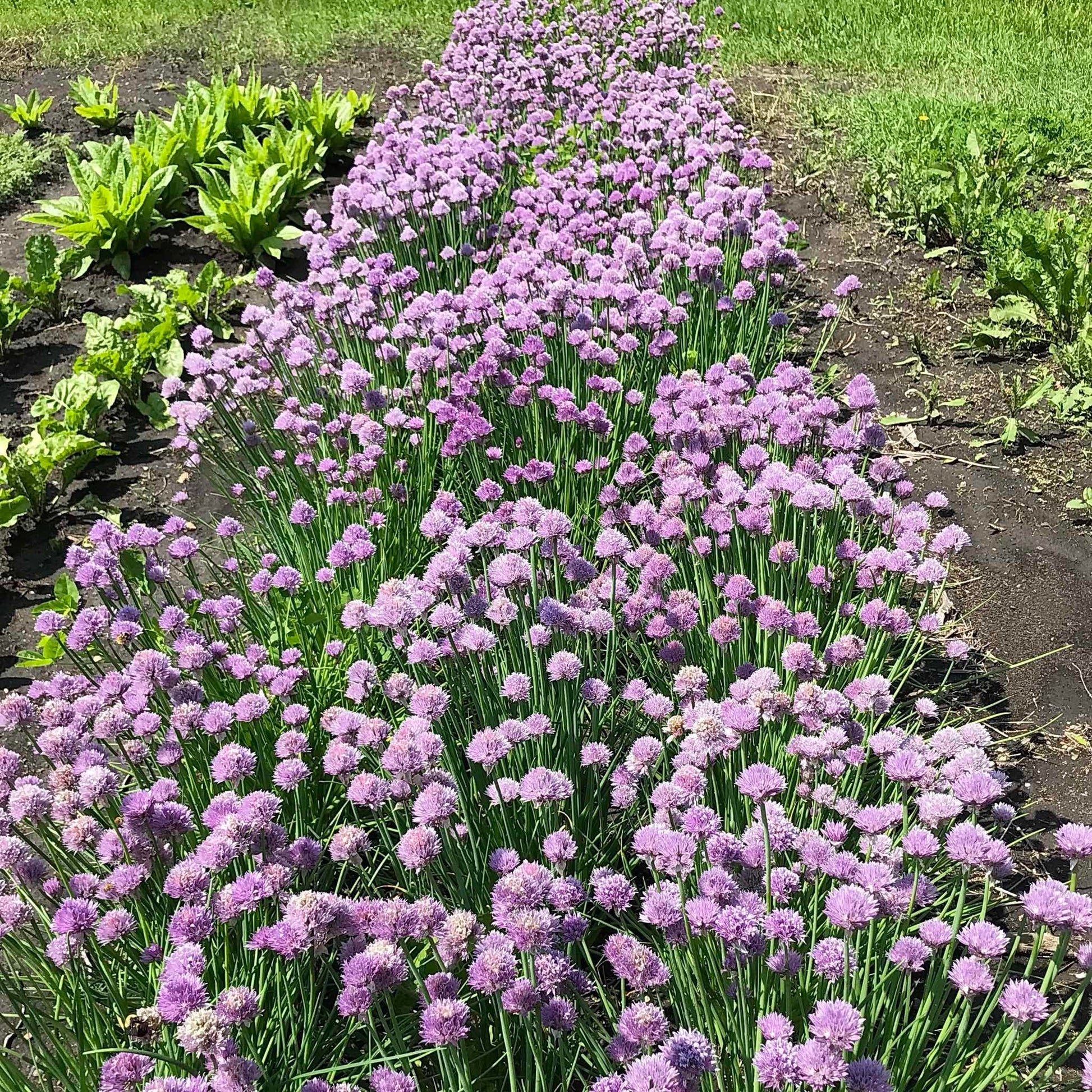 Bed of chives in full bloom with beautiful lavender flowers.