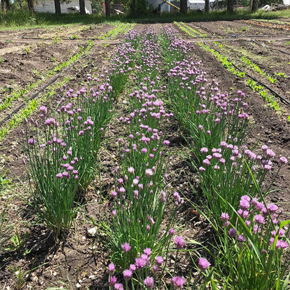 Tidy clumps of chives in three rows with their first flush of lavender flowers.