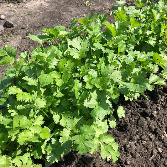 Young cilantro plants in the garden.