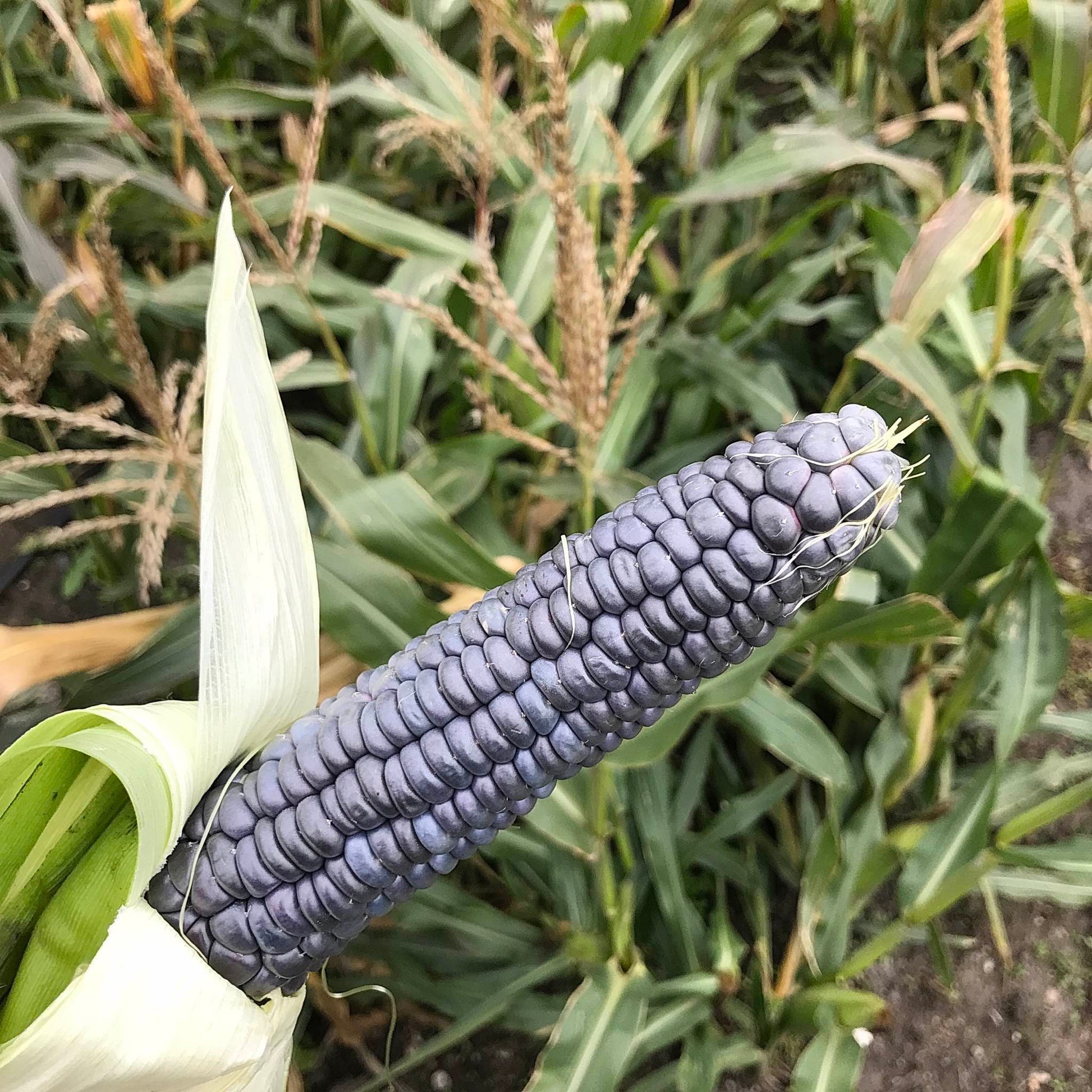 Cob of corn with steel-blue kernels.